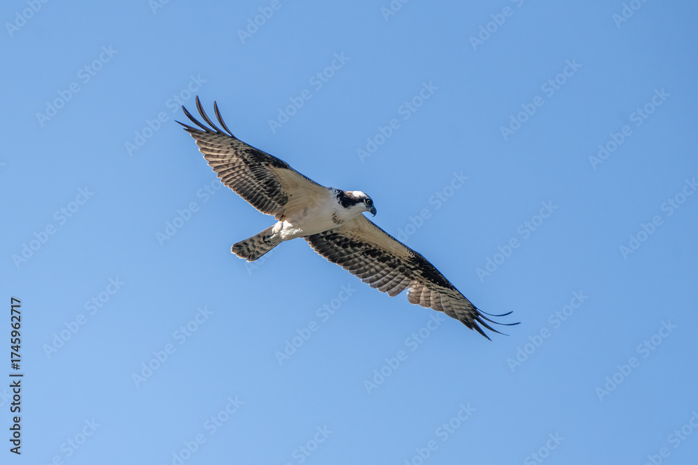 Fototapeta premium Wings are straight out on this osprey bird soaring in flight against the blue sky