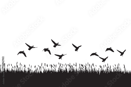 Silhouette of a flock of birds flying over tall grass against a transparent background