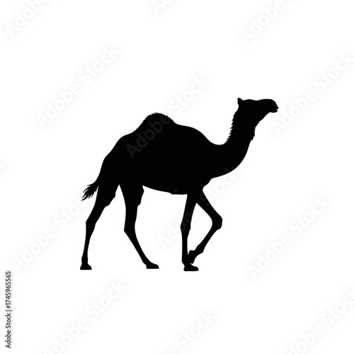 Silhouette of a dromedary camel walking