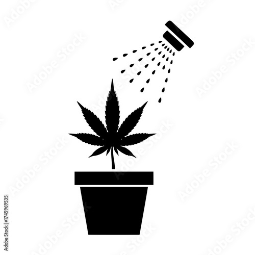 Cannabis plant in a pot being watered by a shower head