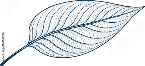 Elegant leaf vein pattern in blue tones against a white background creating a natural organic design