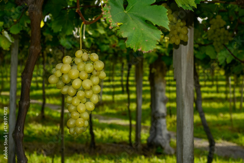 Wallpaper Mural bunches of green grape in vineyard ready to be harvested. Torontodigital.ca