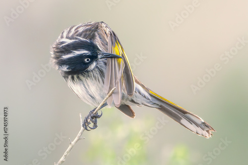 A wild New Holland honeyeater (Phylidonyris novaehollandiae) preening its wing feathers while perched on a branch with soft, blurred background, Australia