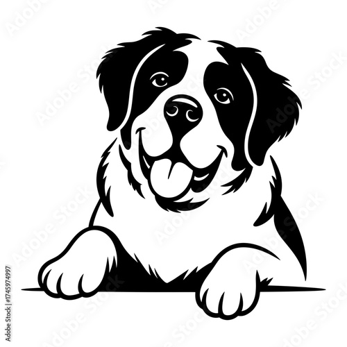 Saint Bernard Peeking