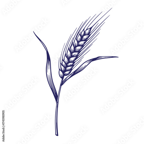 Detailed vintage hand drawn illustration of a wheat ear on white background
