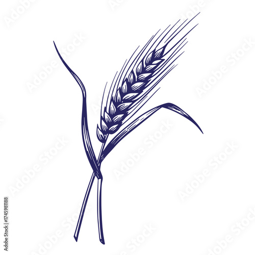 Detailed vintage sketch of wheat spike with leaves depicting agriculture and harvest