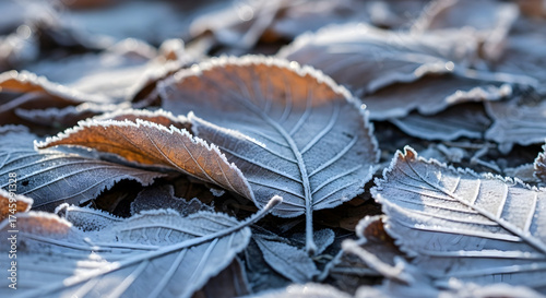 Frosted Autumn Leaves Winter Morning Nature Background