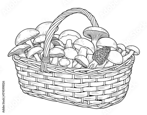Abundant harvest of fresh mushrooms in wicker basket, hand-drawn illustration style, perfect for culinary designs and autumn-themed projects. Originally Vector.