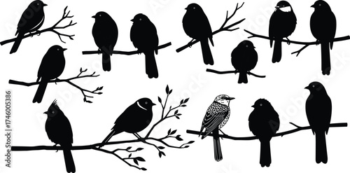 Beautiful birds sitting on tree branches silhouette, wildlife vector illustration, black and white nature artwork design for decoration and printing