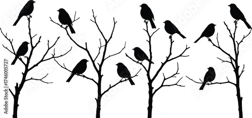 Birds sitting on dry tree branches silhouette, peaceful wildlife nature illustration, black vector design of perched songbirds for decoration and print