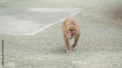 Wild monkey on the road in Izu peninsula, Shizuoka Prefecture