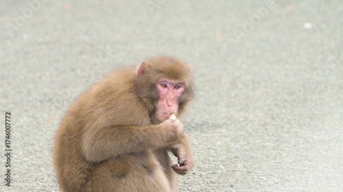 Wild monkey on the road in Izu peninsula, Shizuoka Prefecture