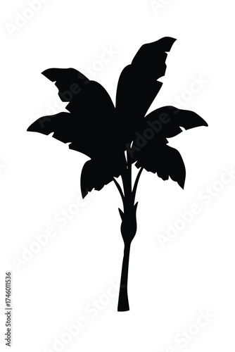 Solid Black Silhouette Vector of a Banana Tree