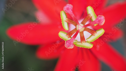 The red passion flower. Vivid red passion flower in full bloom—nature’s masterpiece