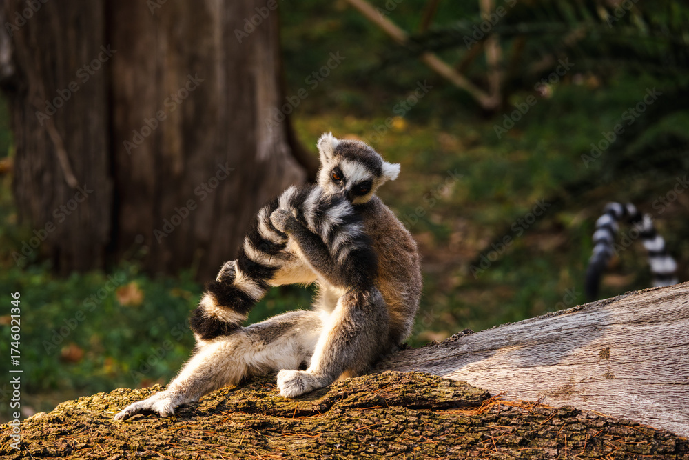 Naklejka premium Ring-tailed lemur sitting on a tree trunk holding and sniffing its striped tail in warm sunlight