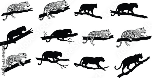 Leopard silhouette and spotted jaguar resting on tree branch, wild cat illustration, jungle predator art, wildlife vector design collection