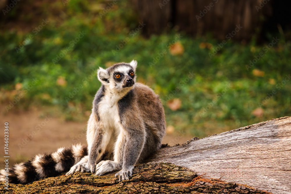 Obraz premium Ring-tailed lemur sitting on a tree trunk with alert expression and striped tail stretched behind in natural habitat