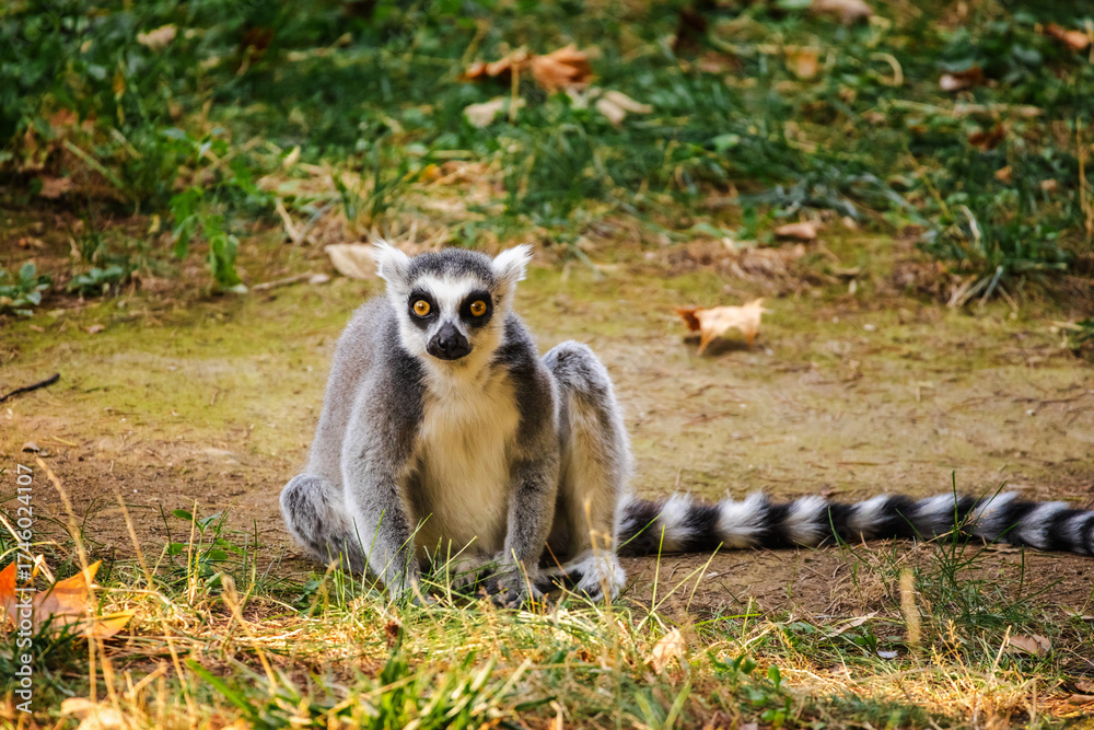 Obraz premium Ring-tailed lemur sitting on the ground with bright yellow eyes staring directly at the camera in a natural setting