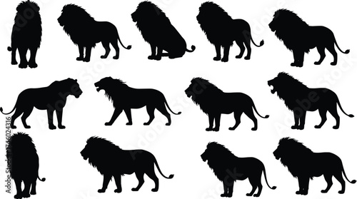 Majestic lion silhouettes in standing and walking poses, African wildlife illustration, jungle predator vector art, powerful wild animal design