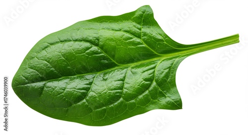 Fresh Green Spinach Leaf Isolated on White Background.