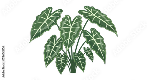 Illustration of an Elephant Ear plant with large, broad, green leaves and contrasting white veins, on a white background