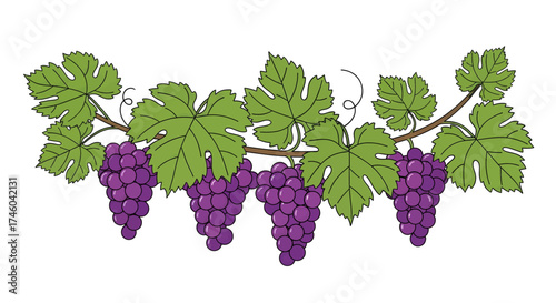Vibrant bunch of ripe purple grapes hanging from a vine with lush green leaves, perfect for harvest and vineyard themes