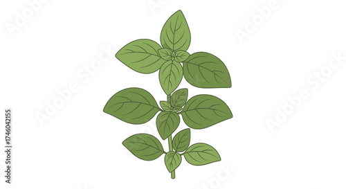 Green fresh oregano herb leaves on a white background isolated