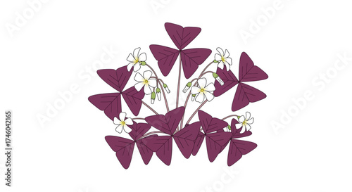 Purple Clover Plant with Delicate White Flowers, Botanical Illustration