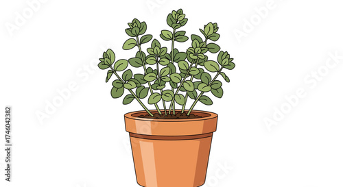 A healthy green potted plant with numerous small leaves in a terracotta pot, showcasing natural growth and vibrant vitality