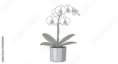 Orchid plant with flowers in a pot, line art illustration on white background