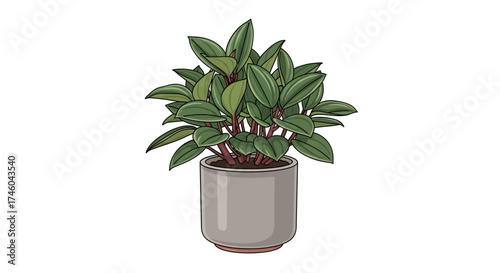A potted houseplant with thick, glossy leaves and reddish stems, showcasing its vibrant green foliage in a simple grey planter