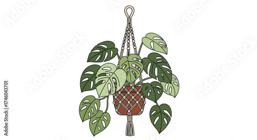 Hanging Monstera adansonii houseplant in a decorative macrame planter, a trendy boho home decor vector illustration