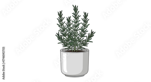 Aromatic rosemary herb plant growing in a white ceramic pot, a culinary spice and medicinal herb vector illustration isolated on a white background