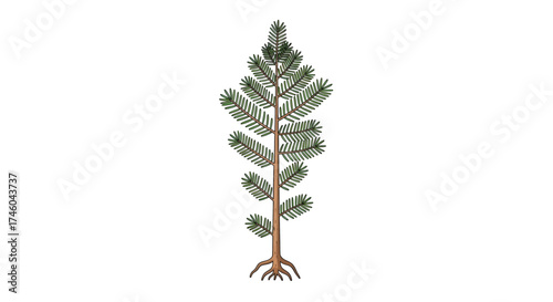 Isolated vector illustration of a young pine tree sapling with a detailed root system on a plain white background