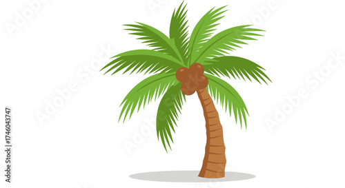 Cartoon coconut palm tree with green fronds and brown coconuts isolated on a white background