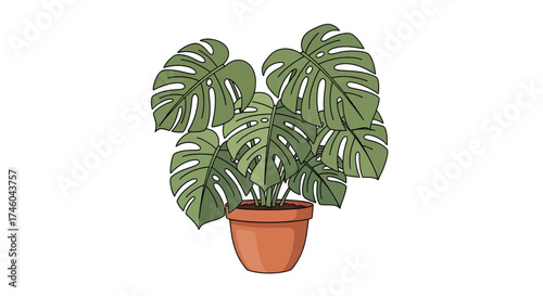 Decorative indoor Monstera Deliciosa plant with large split leaves in a terracotta pot, a hand-drawn vector illustration isolated on a white background