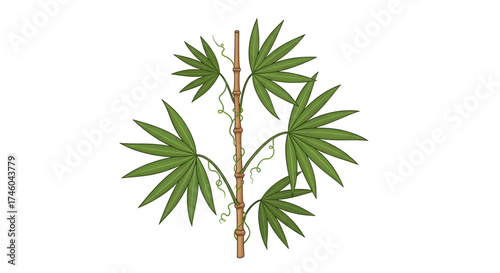 Detailed botanical illustration of a single plant stalk with large green palmate leaves and a delicate climbing vine isolated on a white background