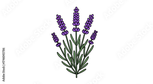 A simple and elegant vector illustration of a lavender bouquet. This botanical drawing features five purple flower sprigs with green leaves, isolated on a white background
