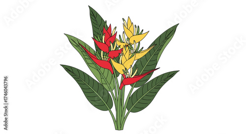 Detailed vector drawing of a tropical Heliconia plant, showcasing its colorful red and yellow parrot's beak flowers and lush green foliage