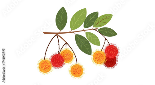 Exotic Rambutan Fruit Branch with Leaves illustration - Tropical Southeast Asian delicacy