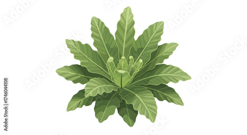 Detailed botanical illustration of a lush green houseplant with wavy, ruffled leaves, viewed from above and isolated on a white background