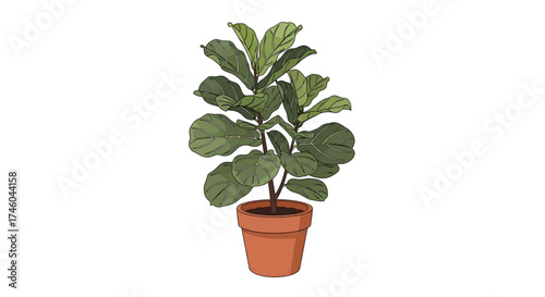 Decorative Fiddle Leaf Fig tree in a pot, a botanical vector illustration of the popular Ficus lyrata houseplant isolated on a white background
