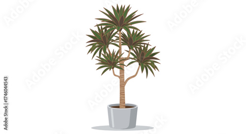 A tall potted dracaena plant with green and red leaves on a white background, perfect for indoor decor