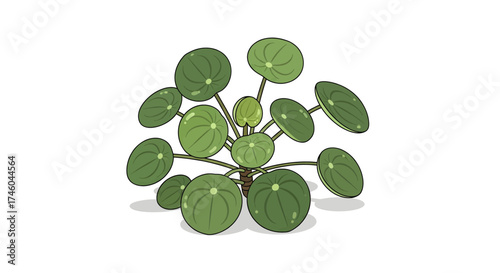 Illustration of a healthy Chinese money plant with lush green leaves and a white background
