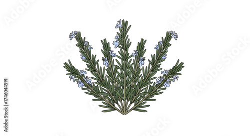 A beautifully illustrated sprig of rosemary with delicate blue flowers, isolated on a white background, perfect for culinary or decorative use