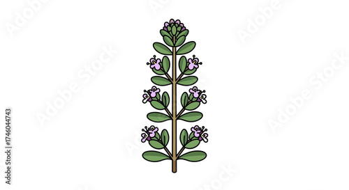 A detailed illustration of a sprig of thyme, a popular herb known for its aromatic qualities and culinary uses