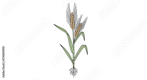 A detailed illustration of a mature wheat plant with its roots and leaves, showcasing the agricultural staple in its entirety