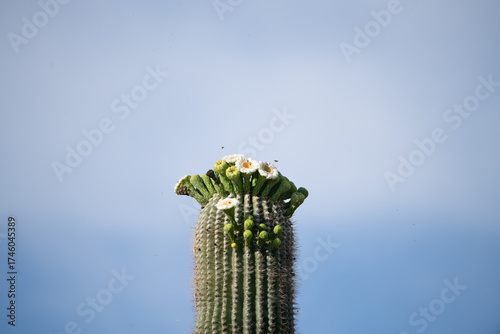 Cactus Flowers