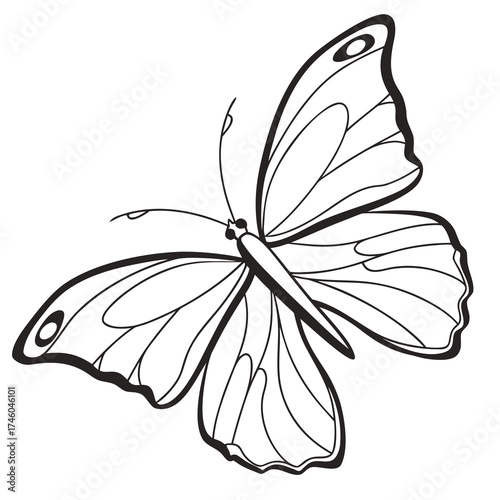 Detailed line art of a butterfly with unique wing patterns