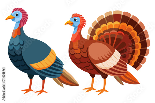 Turkey bird illustration, detailed feathers, 